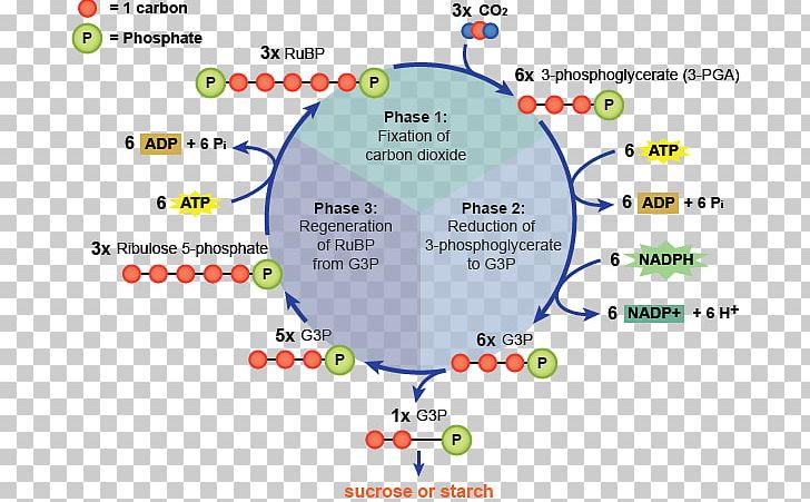 Light-independent Reactions Light-dependent Reactions Photosynthesis Calvin Cycle PNG, Clipart, Biological Membrane, Biology, Calvin Cycle, Carbon Dioxide, Chemistry Free PNG Download