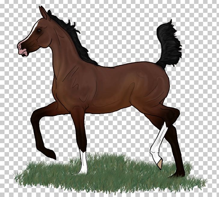 Mustang Foal Stallion Colt Mare PNG, Clipart, Bloods, Bridle, Colt, English Riding, Equestrian Free PNG Download