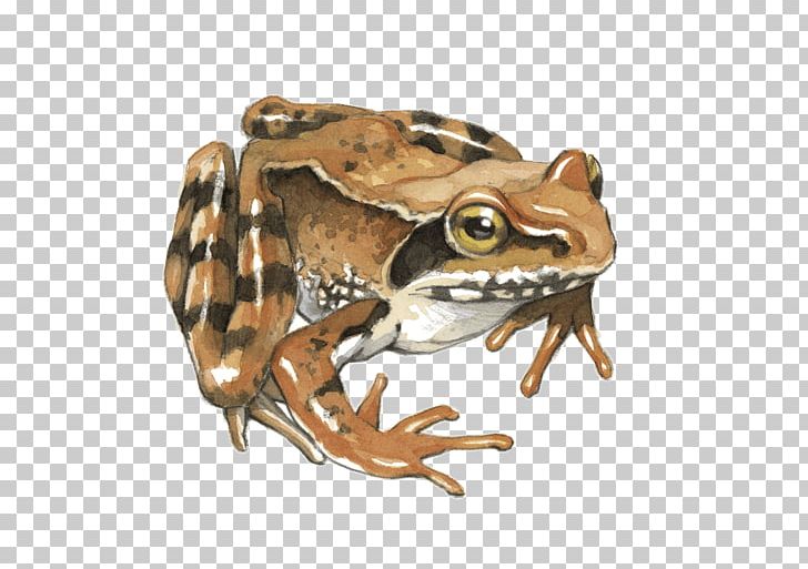 Toad Common Frog True Frog Tree Frog PNG, Clipart, Agile Frog, Amphibian, Animal, Animals, Common Frog Free PNG Download