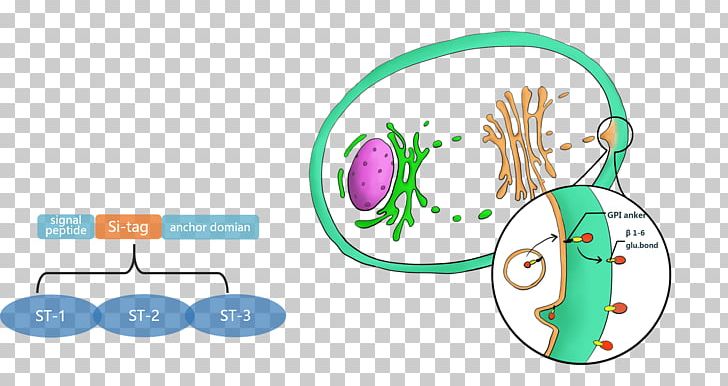 Yarrowia Lipolytica International Genetically Engineered Machine Cell Protein Secretion PNG, Clipart, Area, Brand, Cell, Circle, Communication Free PNG Download