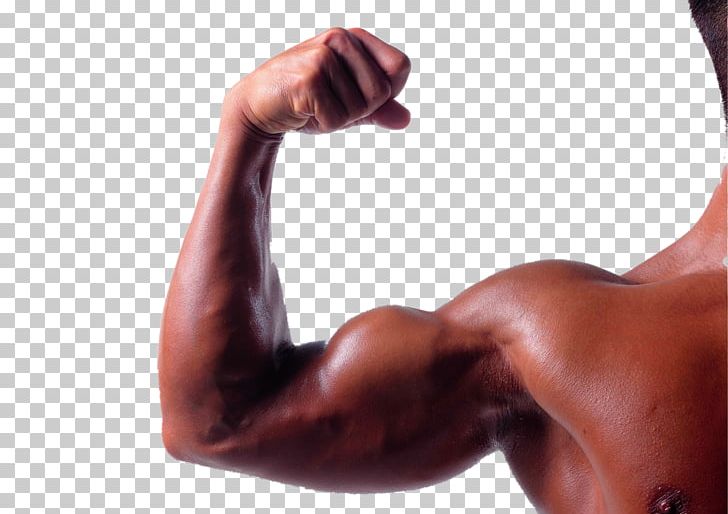 Biceps Arm Triceps Brachii Muscle Brachialis Muscle PNG, Clipart, Abdomen, Arms, Barbell, Bodybuilder, Cartoon Arms Free PNG Download