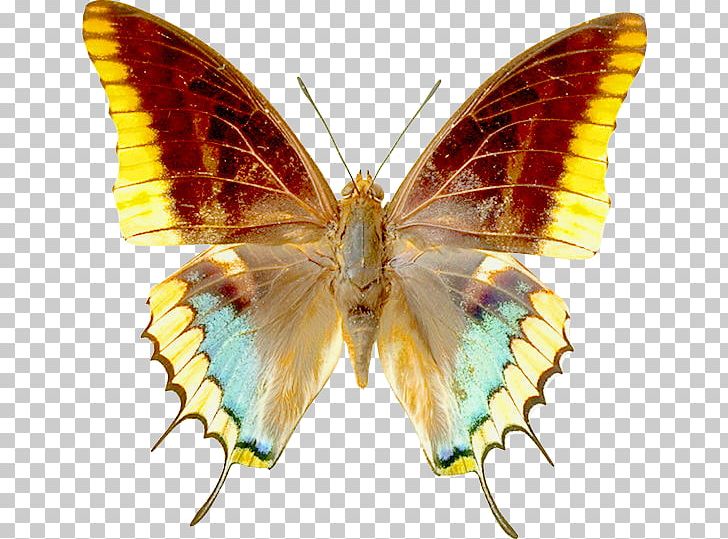 Butterfly Greta Oto PNG, Clipart, Arthropod, Blog, Bombycidae, Brush Footed Butterfly, Butterflies And Moths Free PNG Download