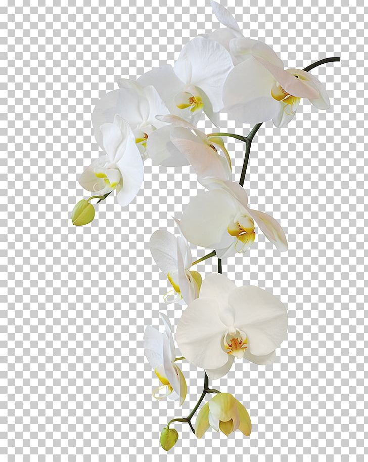 Moth Orchids Flower Stock Photography PNG, Clipart, Blossom, Branch, Cut Flowers, Floral Design, Flowering Plant Free PNG Download