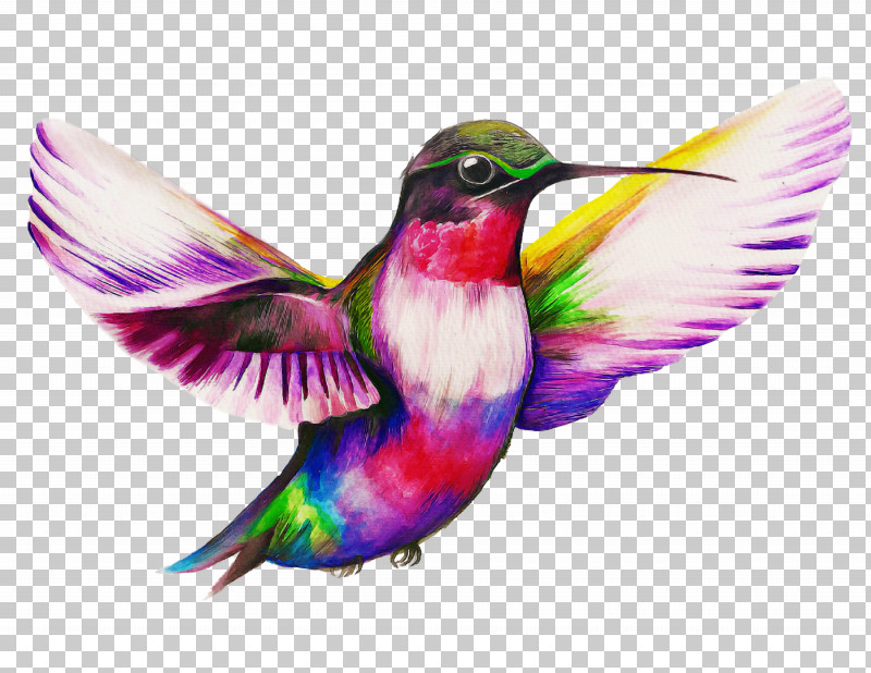 Hummingbird PNG, Clipart, Beak, Bird, Feather, Hummingbird, Pollinator Free PNG Download