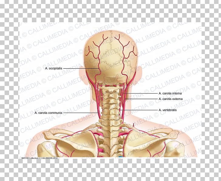 neck organ diagram