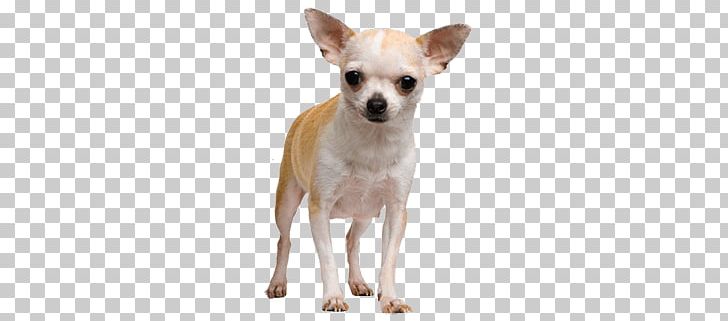 Chihuahua Face Dog PNG, Clipart, Animals, Dogs Free PNG Download