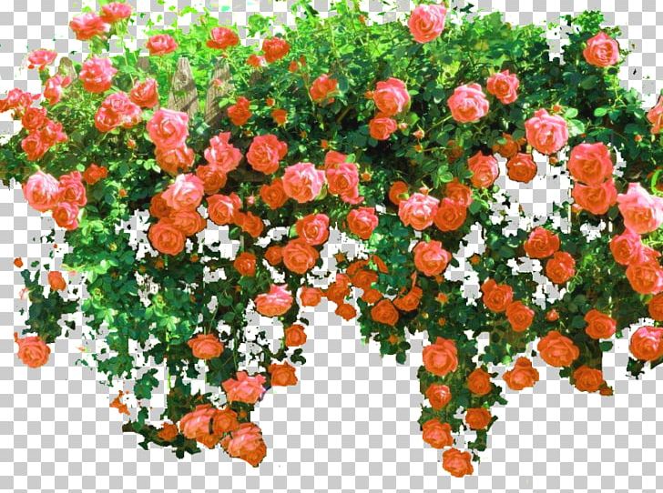 Rose Shrub Flower PNG, Clipart, Annual Plant, Cut Flowers, Fence, Floral Design, Flower Free PNG Download