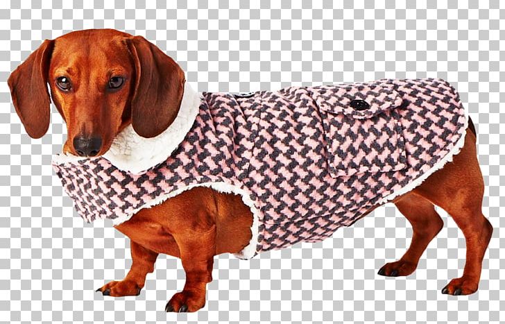 Dog Breed Dachshund Companion Dog Snout PNG, Clipart, Breed, Carnivoran, Clothing, Companion Dog, Dachshund Free PNG Download