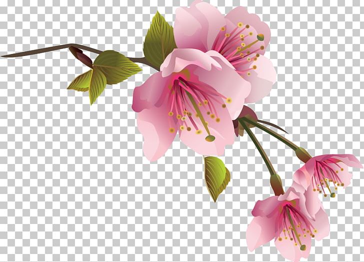 Peach PNG, Clipart, Alstroemeriaceae, Blossom, Branch, Chart, Cherry Blossom Free PNG Download