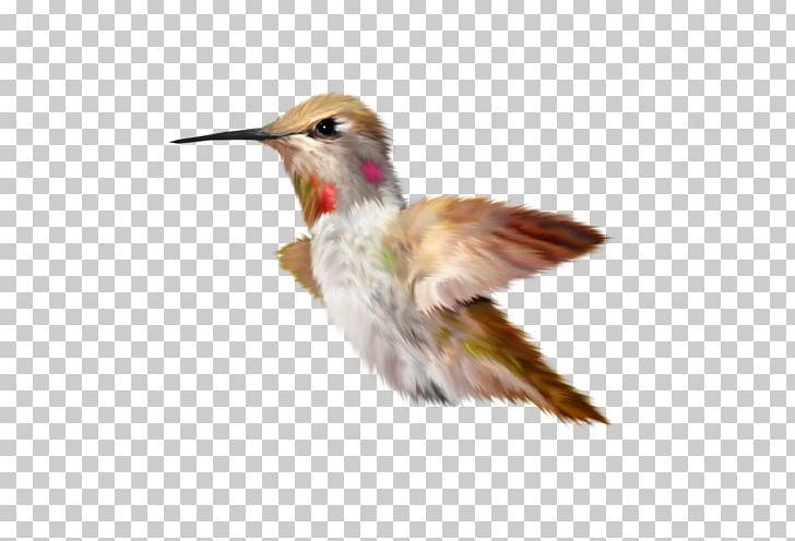 Hummingbird Parrot Duck Kingfisher PNG, Clipart, Animals, Beak, Bird, Coraciiformes, Crested Ibis Free PNG Download