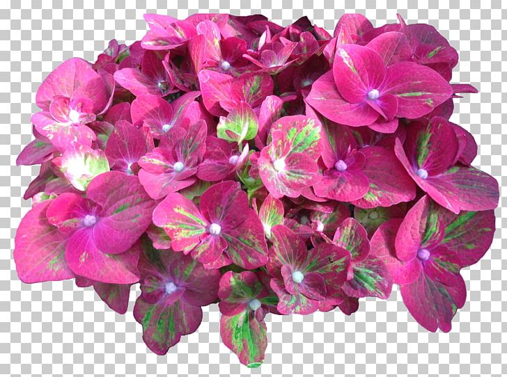 Hydrangea Cut Flowers Pink Plant PNG, Clipart, Annual Plant, Cornales, Cut Flowers, Flower, Flowering Plant Free PNG Download