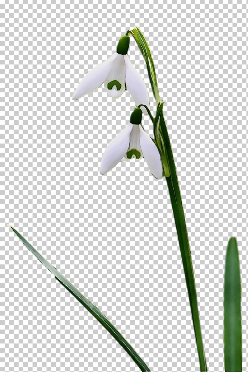 Flower Galanthus Snowdrop Plant Plant Stem PNG, Clipart, Amaryllis Family, Flower, Galanthus, Paint, Pedicel Free PNG Download