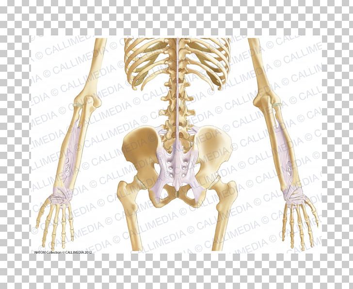 Bone Pelvis Abdomen Thorax Anatomy PNG, Clipart, Abdomen, Abdomen Anatomy, Anatomy, Bone, Coronal Plane Free PNG Download