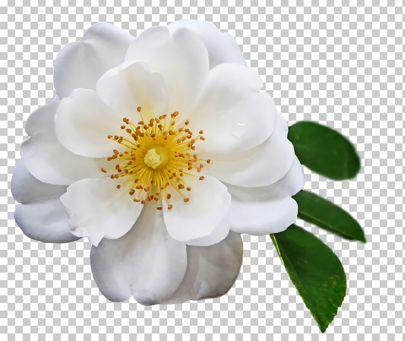 Rose PNG, Clipart, Dogrose, Rose Free PNG Download