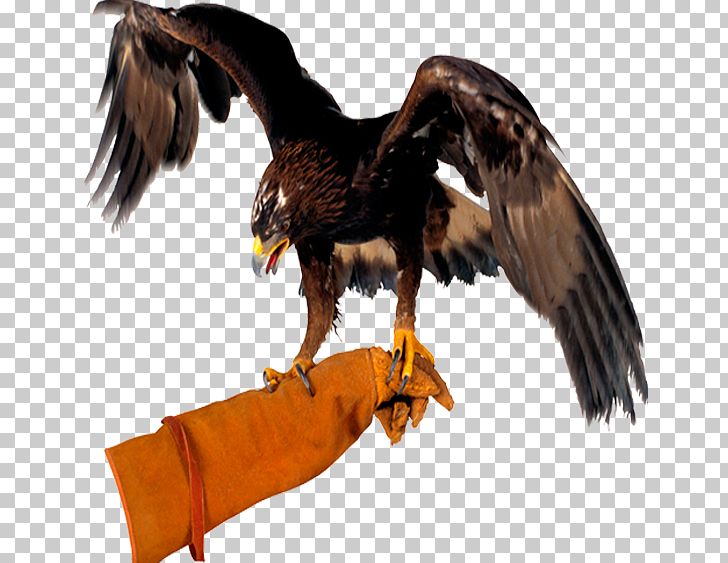 Bird Bald Eagle PNG, Clipart, Accipitriformes, Animal, Bald Eagle, Beak, Bird Free PNG Download