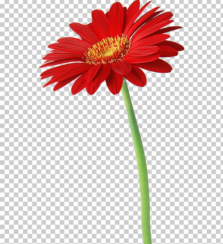 HTC Desire HD Desktop IPhone High-definition Television Samsung Galaxy PNG, Clipart, 1080p, Annual Plant, Computer Monitors, Cut Flowers, Daisy Free PNG Download