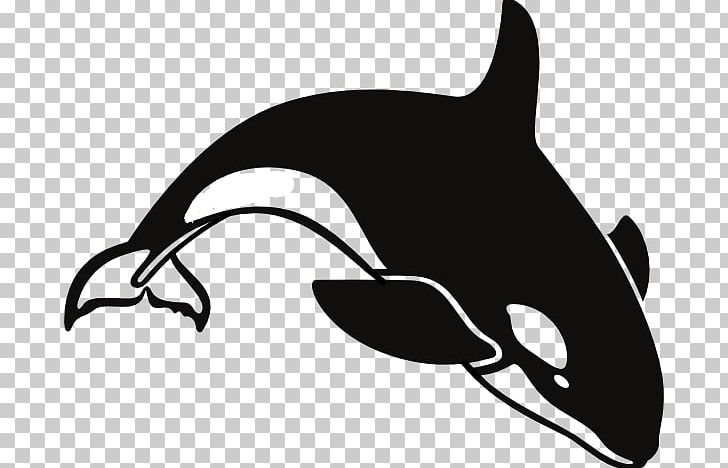 Killer Whale Shamu PNG, Clipart, Beluga Whale, Black, Carnivoran, Dawn Brancheau, Dolphin Free PNG Download