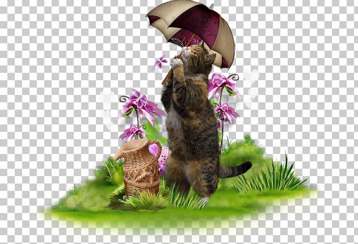 Kitten Cat PNG, Clipart, Afternoon, Animals, Cat, Cat Like Mammal, Digital Image Free PNG Download