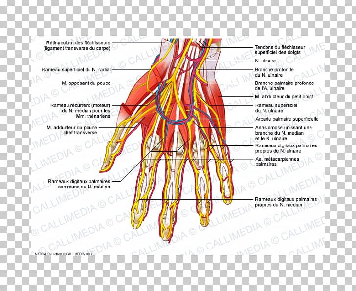 Nerve Blood Vessel Finger Hand Muscle PNG, Clipart, Anatomy, Area, Art, Blood Vessel, Bone Free PNG Download