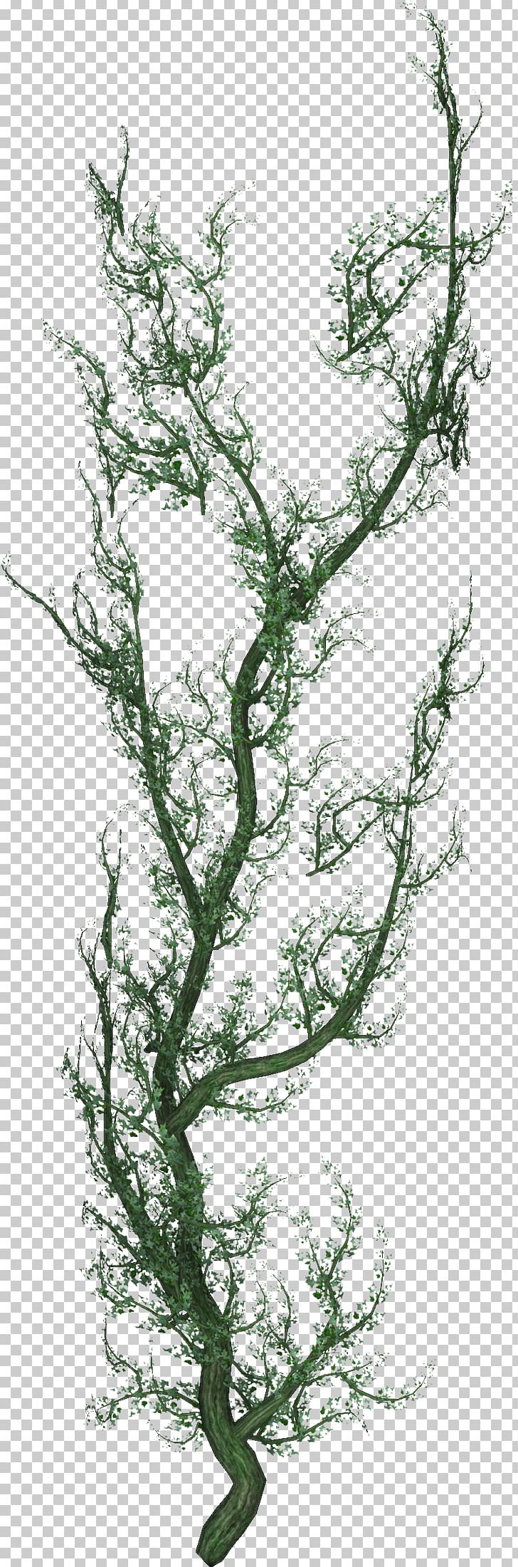 Shrub Liana Tree Plant Stem PNG, Clipart, Branch, Brothel Creeper, Common Grape Vine, Flora, Flowering Plant Free PNG Download