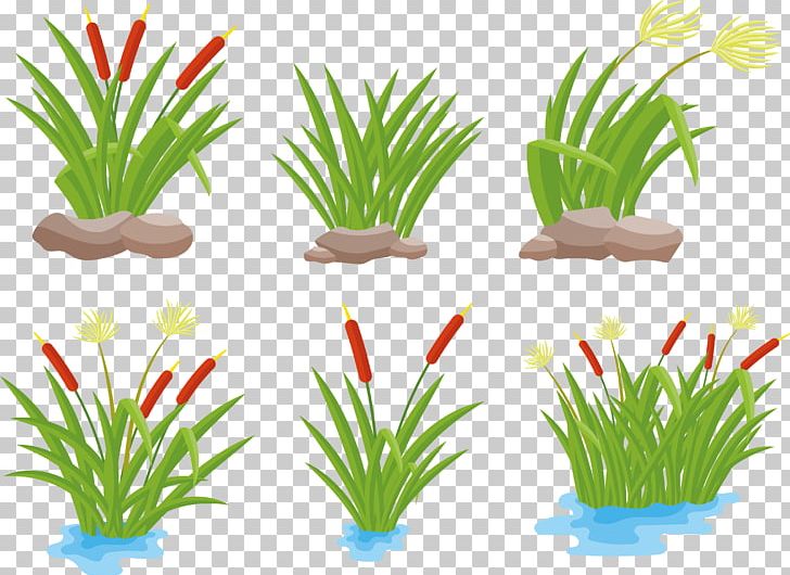 Drawing Arecaceae PNG, Clipart, Aquarium Decor, Aquatic Plant, Aquatic Plants, Arecaceae, Arecales Free PNG Download