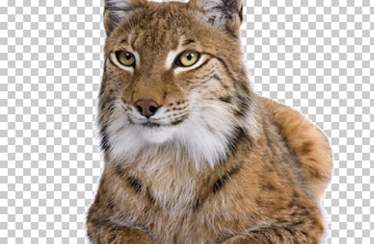 Lynxes Cat Lion PNG, Clipart, Animal, Big Cats, Bobcat, Canvas, Carnivoran Free PNG Download