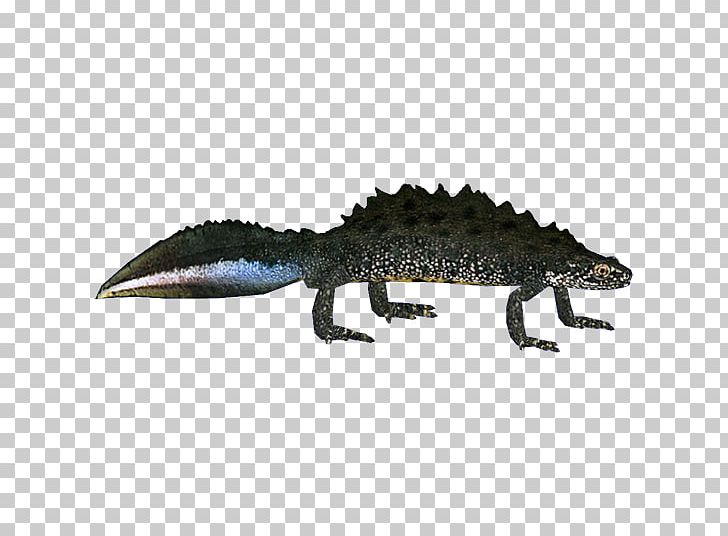 Northern Crested Newt Amphibian Gecko PNG, Clipart,  Free PNG Download