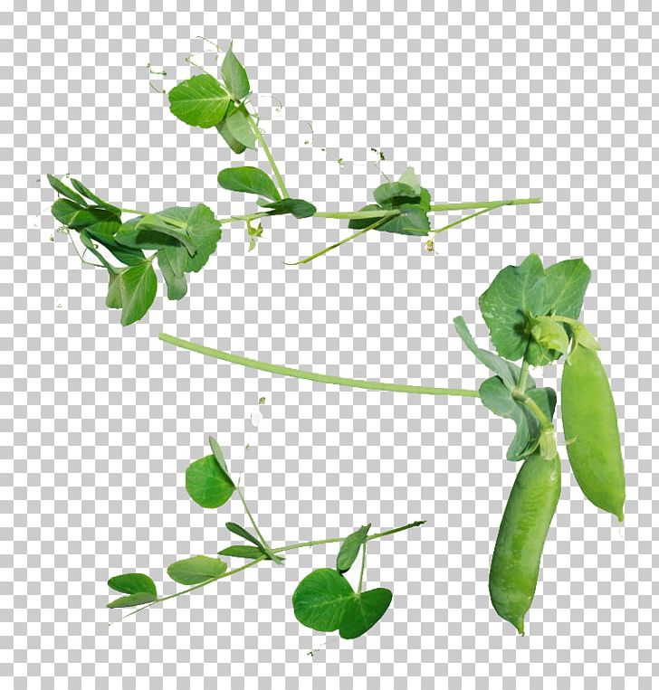 Snow Pea Icon PNG, Clipart, Branch, Food, Fruit, Grass, Kind Free PNG Download