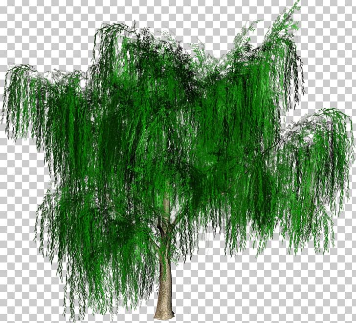 Tree Forest Woody Plant PNG, Clipart, Birch, Branch, Evergreen, Forest, Garden Free PNG Download