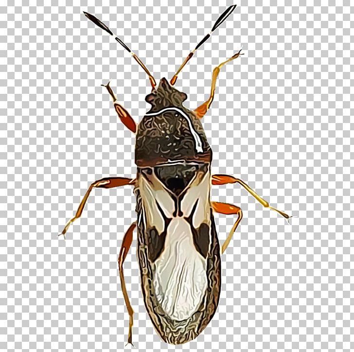 Fly Ant True Bugs Bedbug Pest PNG, Clipart, Ant, Arthropod, Bedbug, Beetle, Boxelder Bug Free PNG Download
