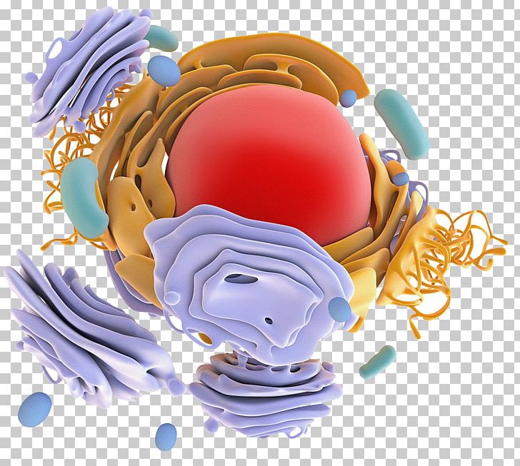 Protein Biosynthesis Ribosome Protein Targeting Antibody PNG, Clipart, Celebrities, Cell, Cell Nucleus, Endoplasmic Reticulum, Eukaryote Free PNG Download
