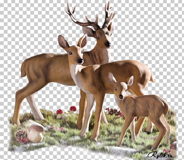 White-tailed Deer Lion Antler Red Deer PNG, Clipart, Animal, Animals, Antler, Christmas Clipart, Deer Free PNG Download
