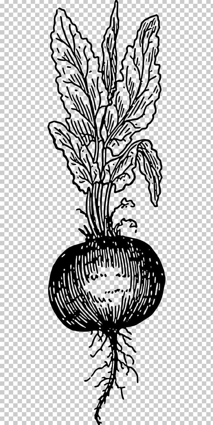 Chard Beetroot Drawing Vegetable PNG, Clipart, Beetroot, Beta, Black And White, Branch, Butterfly Free PNG Download