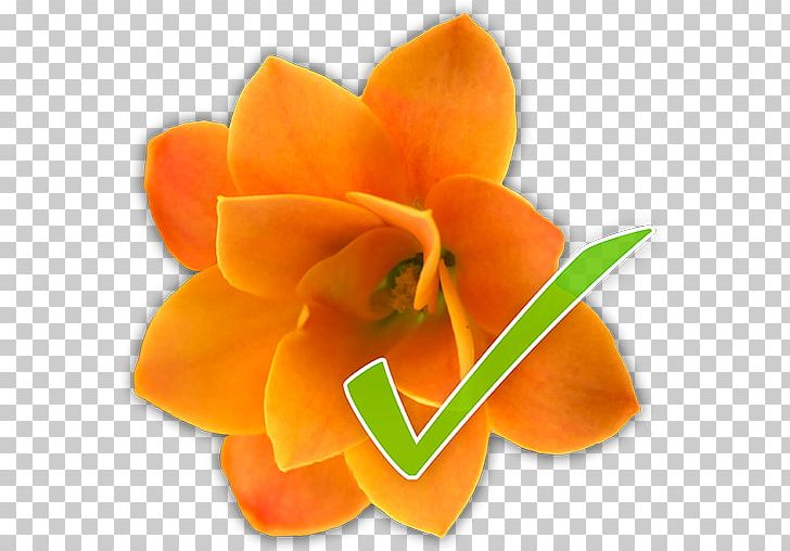 Petal Cut Flowers PNG, Clipart, Cut Flowers, Flower, Flowerchecker, Orange, Others Free PNG Download