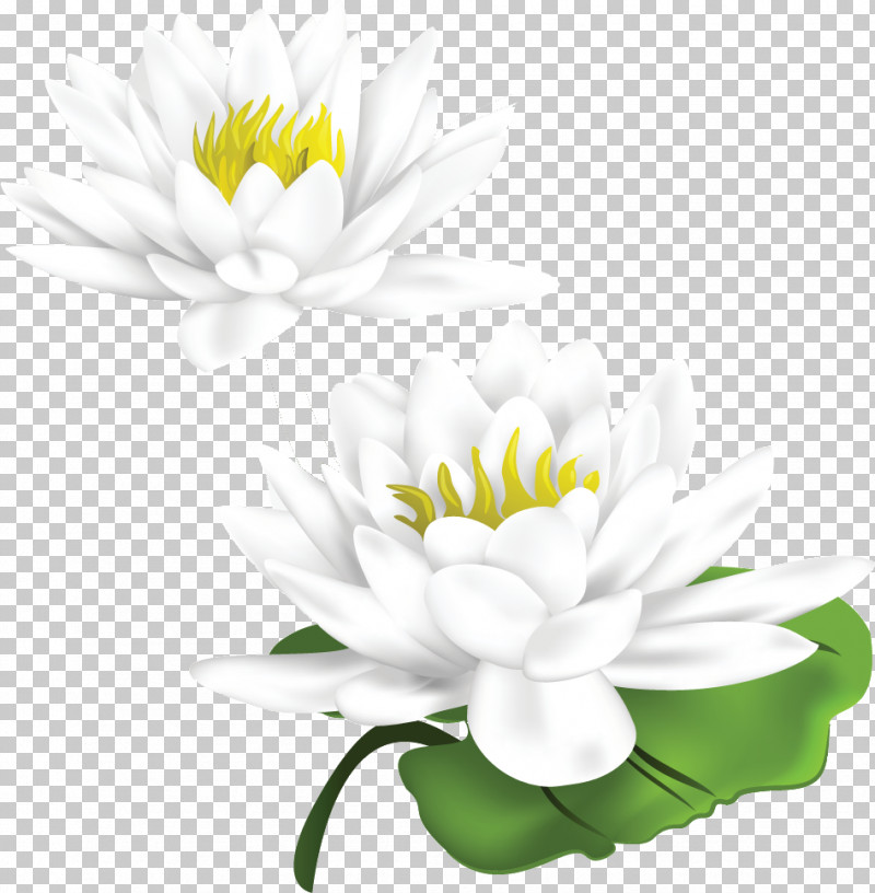Lotus Flower PNG, Clipart, Aquatic Plant, Chrysanthemum, Common Daisy, Cut Flowers, Flower Free PNG Download
