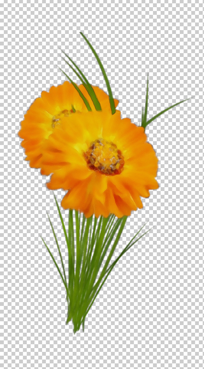 Plant Stem Transvaal Daisy Cut Flowers Annual Plant Pot Marigold PNG, Clipart, Annual Plant, Biology, Calendula, Cut Flowers, Flower Free PNG Download