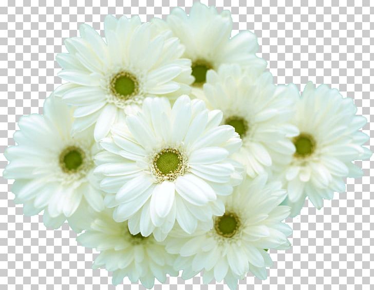 Desktop Flower Petal PNG, Clipart, 4k Resolution, Annual Plant, Chrysanths, Cut Flowers, Dahlia Free PNG Download