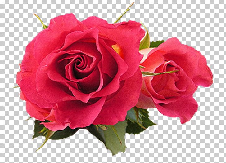 Flower Gfycat Gift PNG, Clipart, Annual Plant, Artificial Flower, China Rose, Color, Floribunda Free PNG Download
