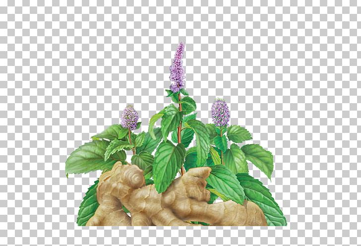 Hibiscus Tea Peppermint Herbal Tea PNG, Clipart, Bilberry, Caffeine, Celestial Seasonings, Flowerpot, Food Free PNG Download