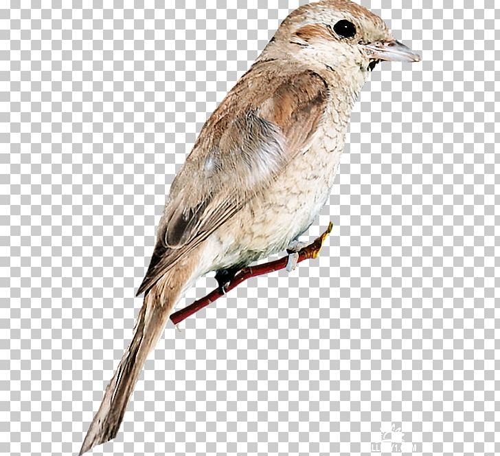 House Sparrow Bird Common Nightingale American Sparrows PNG, Clipart, American Sparrows, Animals, Bird, Common , Desktop Wallpaper Free PNG Download