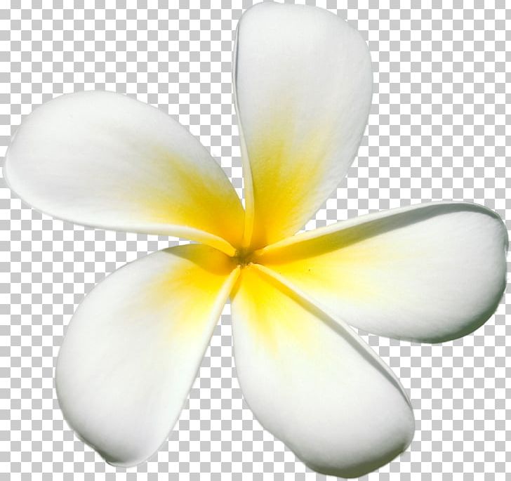 Frangipani Flower Petal PNG, Clipart, Clip Art, Color, Floral Design, Flower, Flowering Plant Free PNG Download