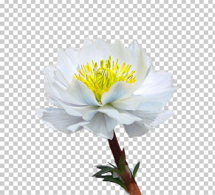Nelumbo Nucifera PNG, Clipart, Annual Plant, Clips, Decorative, Encapsulated Postscript, Flower Free PNG Download