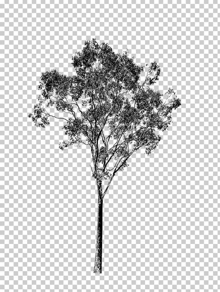 Twig PNG, Clipart, Black And White, Branch, Drawing, Eucalyptus, Eucalyptus Pauciflora Free PNG Download