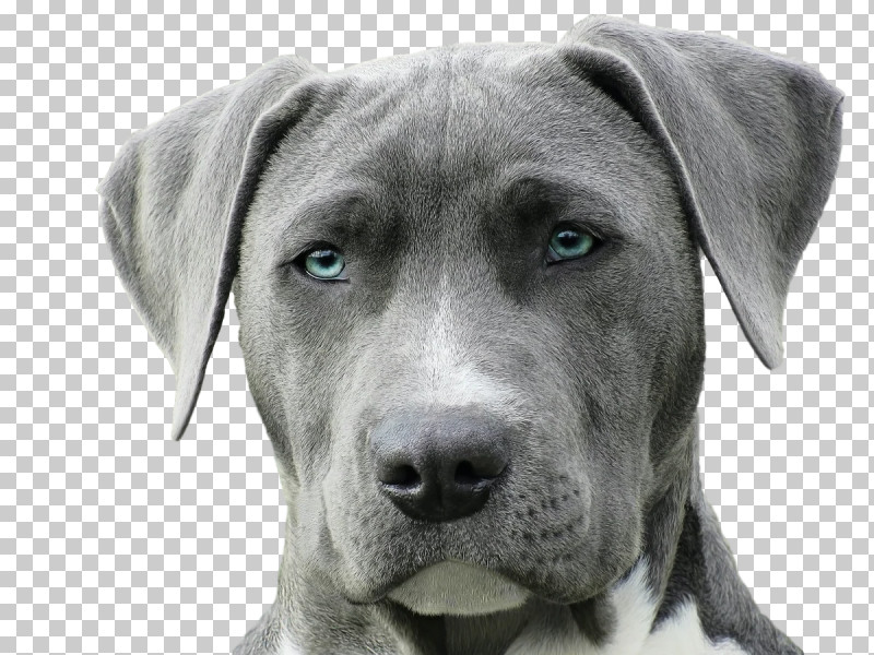 American Pit Bull Terrier Puppy Weimaraner Purebred Dog Veterinarian PNG, Clipart, American Pit Bull Terrier, Breed, Dog, Dog Training, Hound Free PNG Download