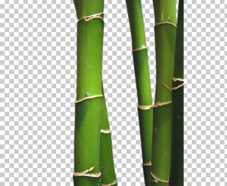 Bamboo PNG, Clipart, Bamboo Free PNG Download