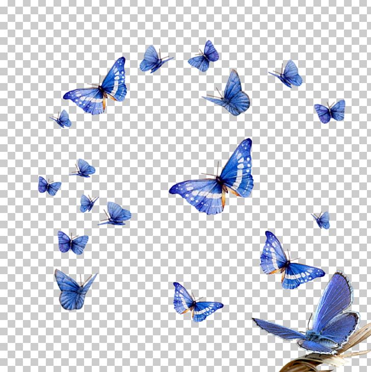 Butterfly Effect Assalamualaikum Beijing PNG, Clipart, Animation, Blue, Butterflies And Moths, Butterfly, Cobalt Blue Free PNG Download