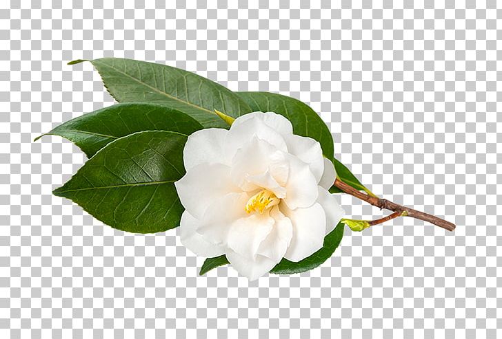 Camellia Sinensis Tea Japanese Camellia Camellia Oleifera Stock Photography PNG, Clipart, Branch, Camellia, Camellia Oleifera, Camellia Sasanqua, Camellia Sinensis Free PNG Download
