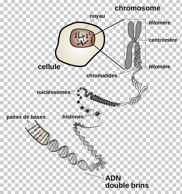 DNA Chromosome Cell Division Gene PNG, Clipart, Angle, Area, Auto Part, Biology, Cell Free PNG Download
