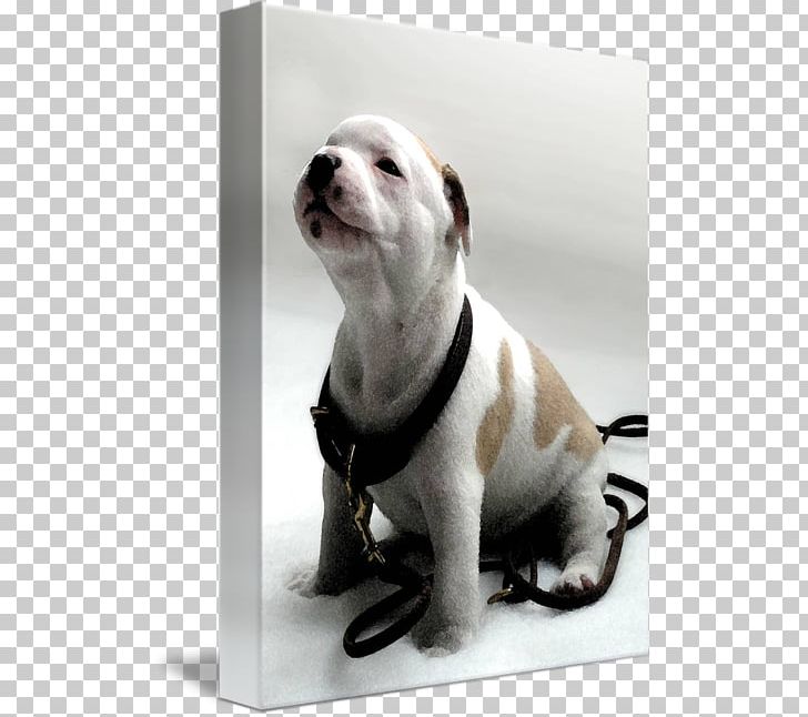 Dog Breed Staffordshire Bull Terrier American Staffordshire Terrier Puppy PNG, Clipart, American Staffordshire Terrier, Art, Breed, Bull Terrier, Canvas Free PNG Download
