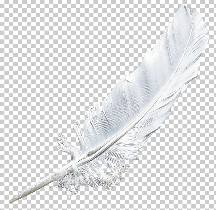 Feather PNG, Clipart, Adornment, Aesthetics, Autumn Tree, Blade, Buckle Free PNG Download